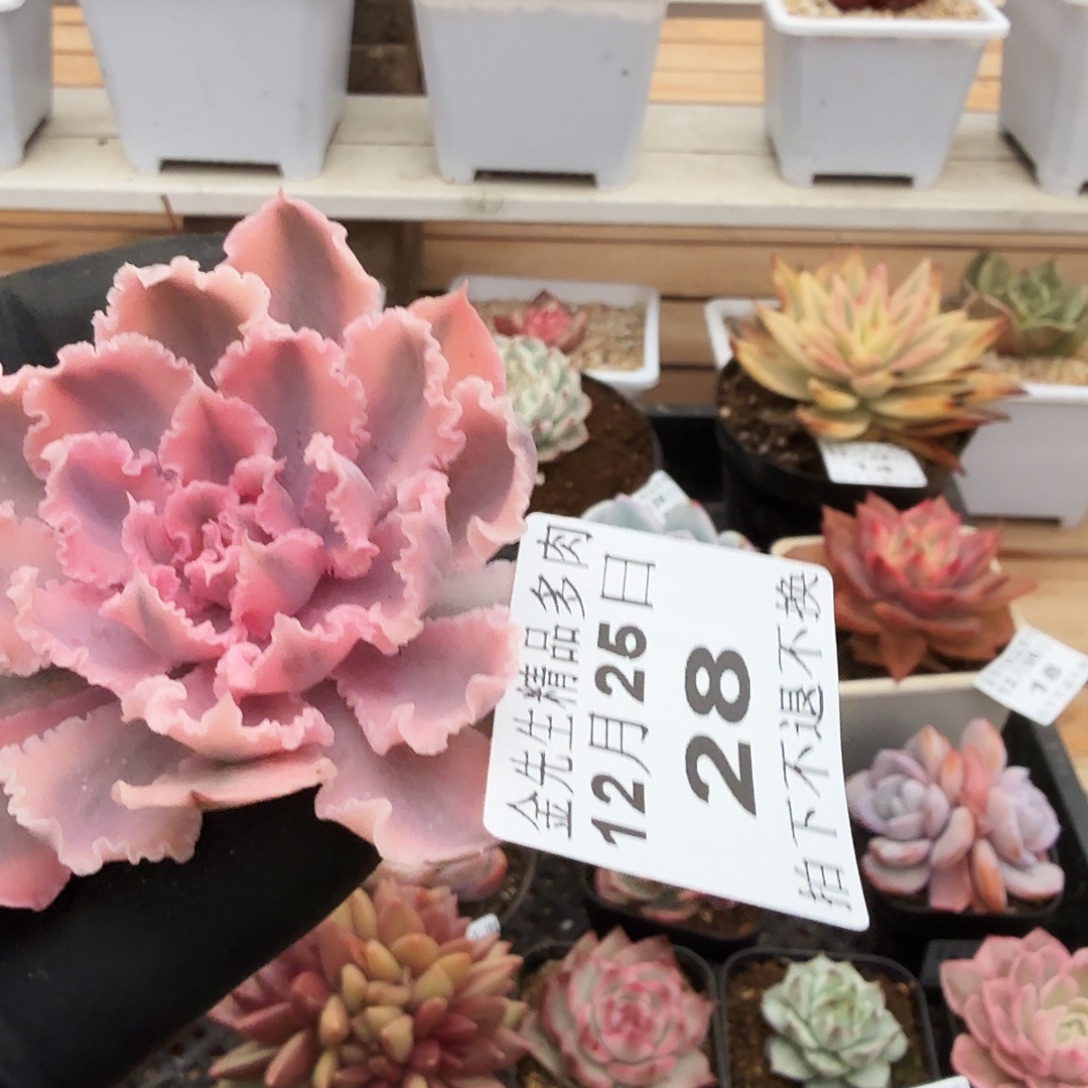 1225-28晚霞之舞锦头盖