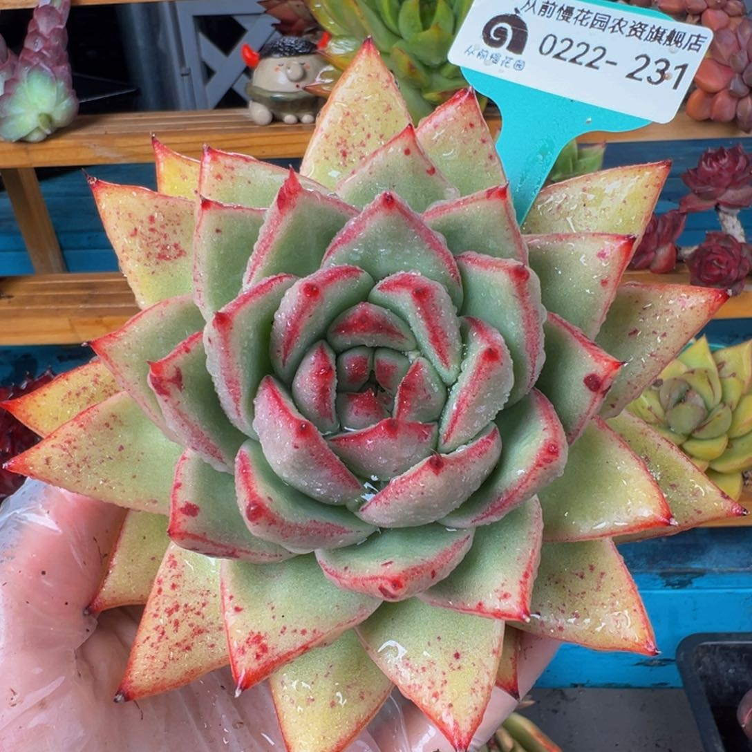 从前慢多肉精选编号0222.231