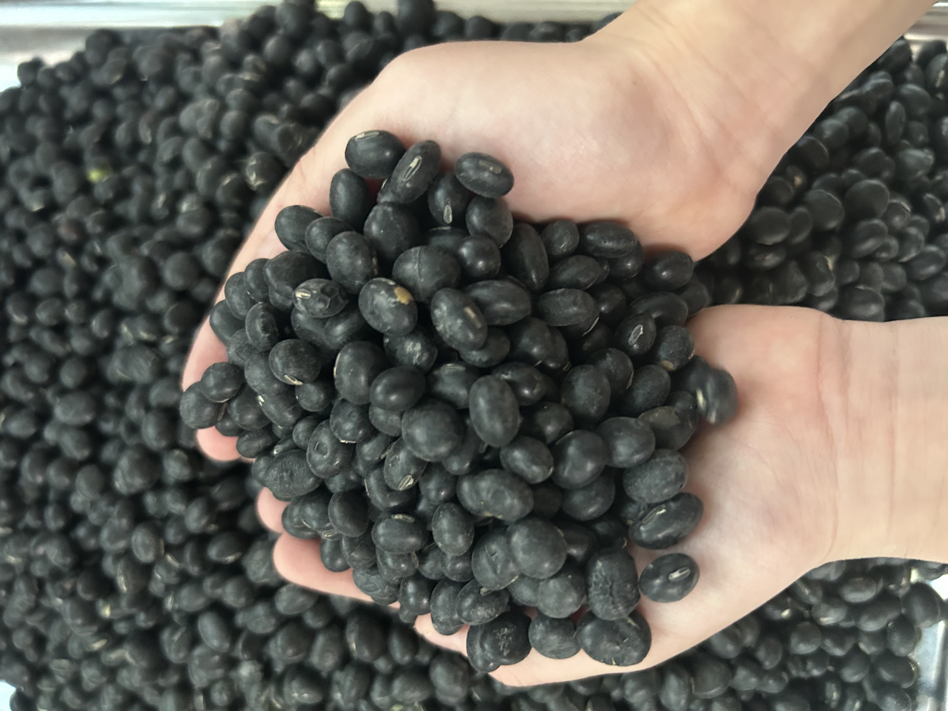 沂蒙山农家绿心黑豆可泡醋做豆浆豆腐优质黑豆非转基因