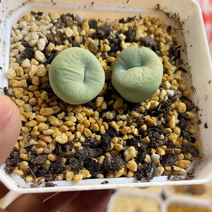 佳人园艺多肉生石花嘴716