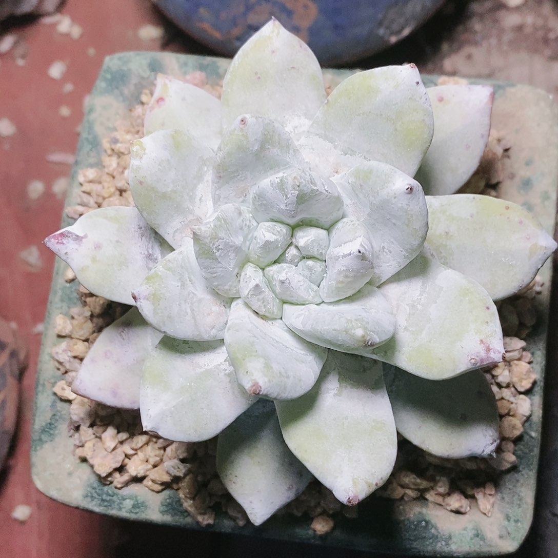 【闪购商品】哈哈哈牡丹苹果叶多肉2045