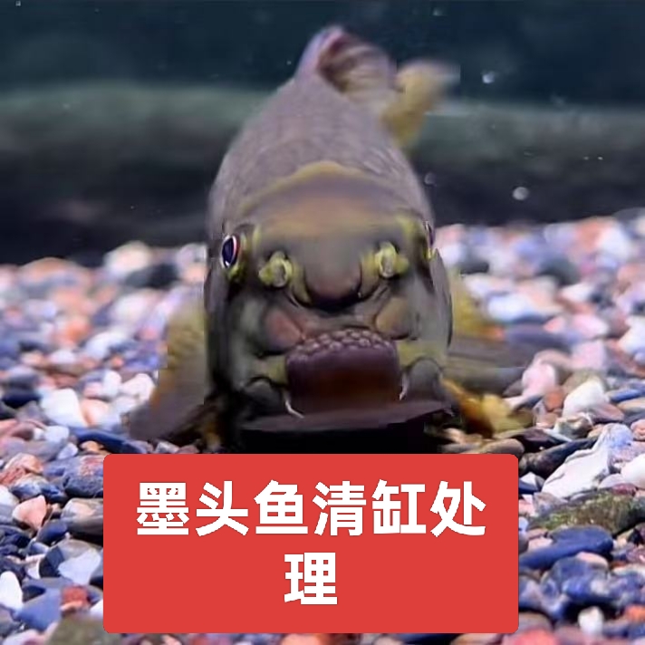 既啃藻也会翻沙冬天不用加温可与锦鲤等大型鱼混养初期会跳缸