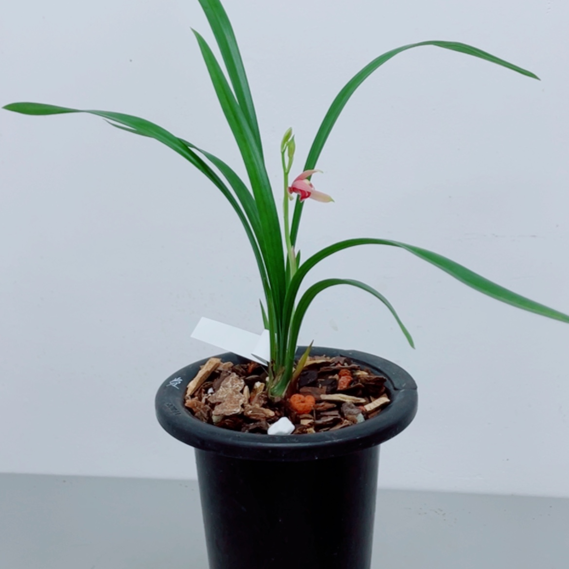 【闪购商品】无花朵漫*