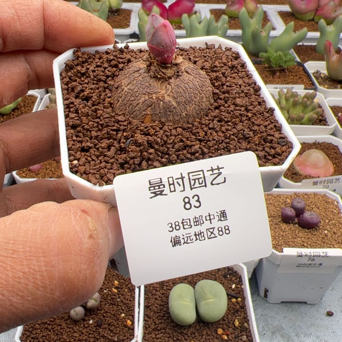 2.23玫瑰大戟多肉植物83