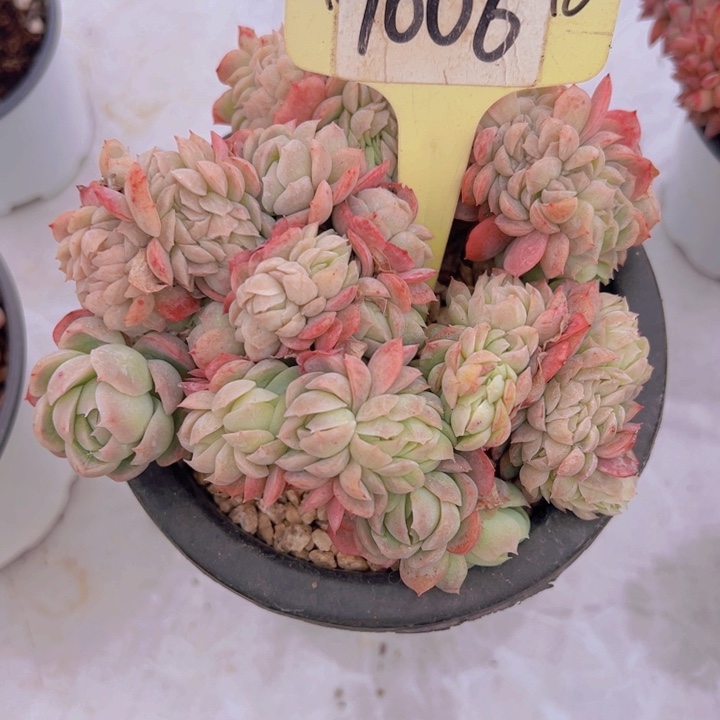 健健康康平平安安