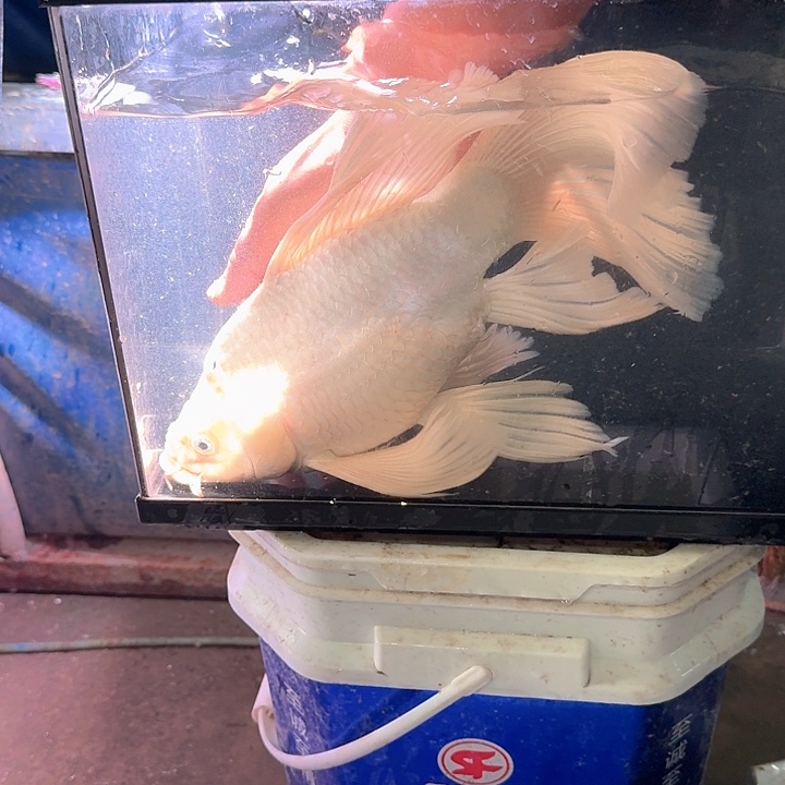 海水鱼蝴蝶鲤包邮68