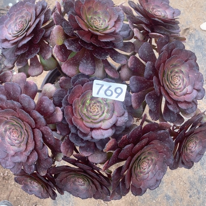 769多肉植物黑萝莉