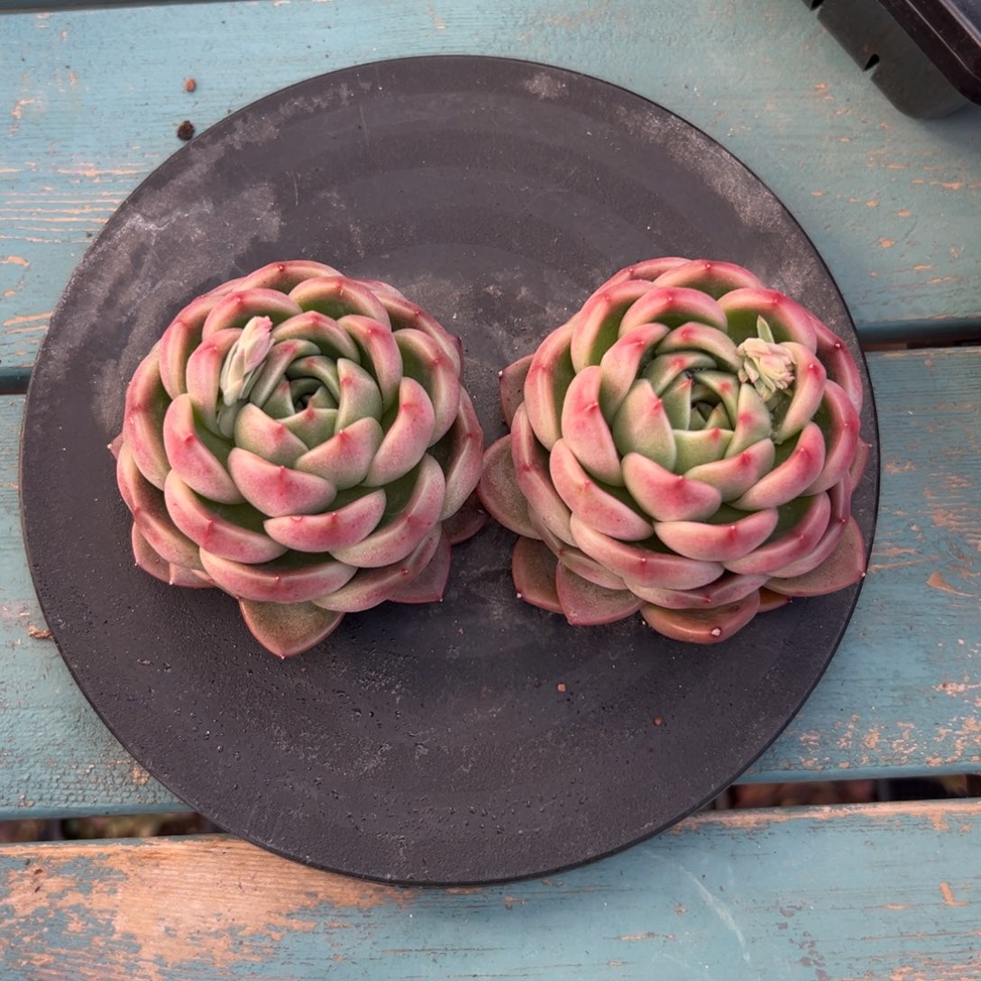 蓝水鬼多肉一物一拍0124-