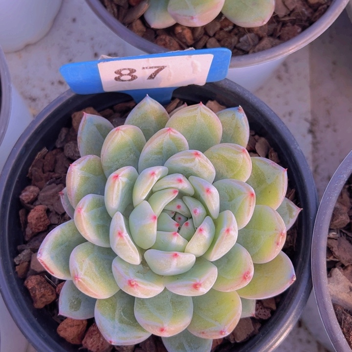 健健康康平平安安