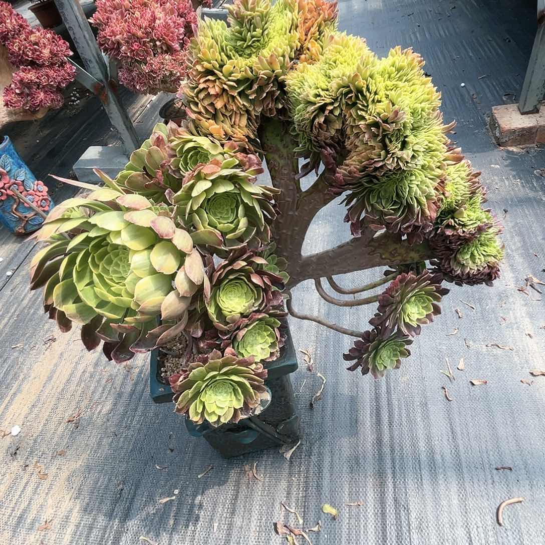 【闪购商品】影*嘉年华 福利