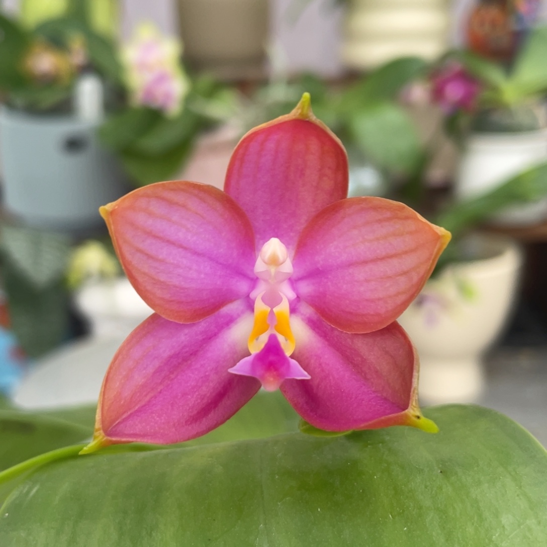 完全开放反射龙交洋洋粉玛丽