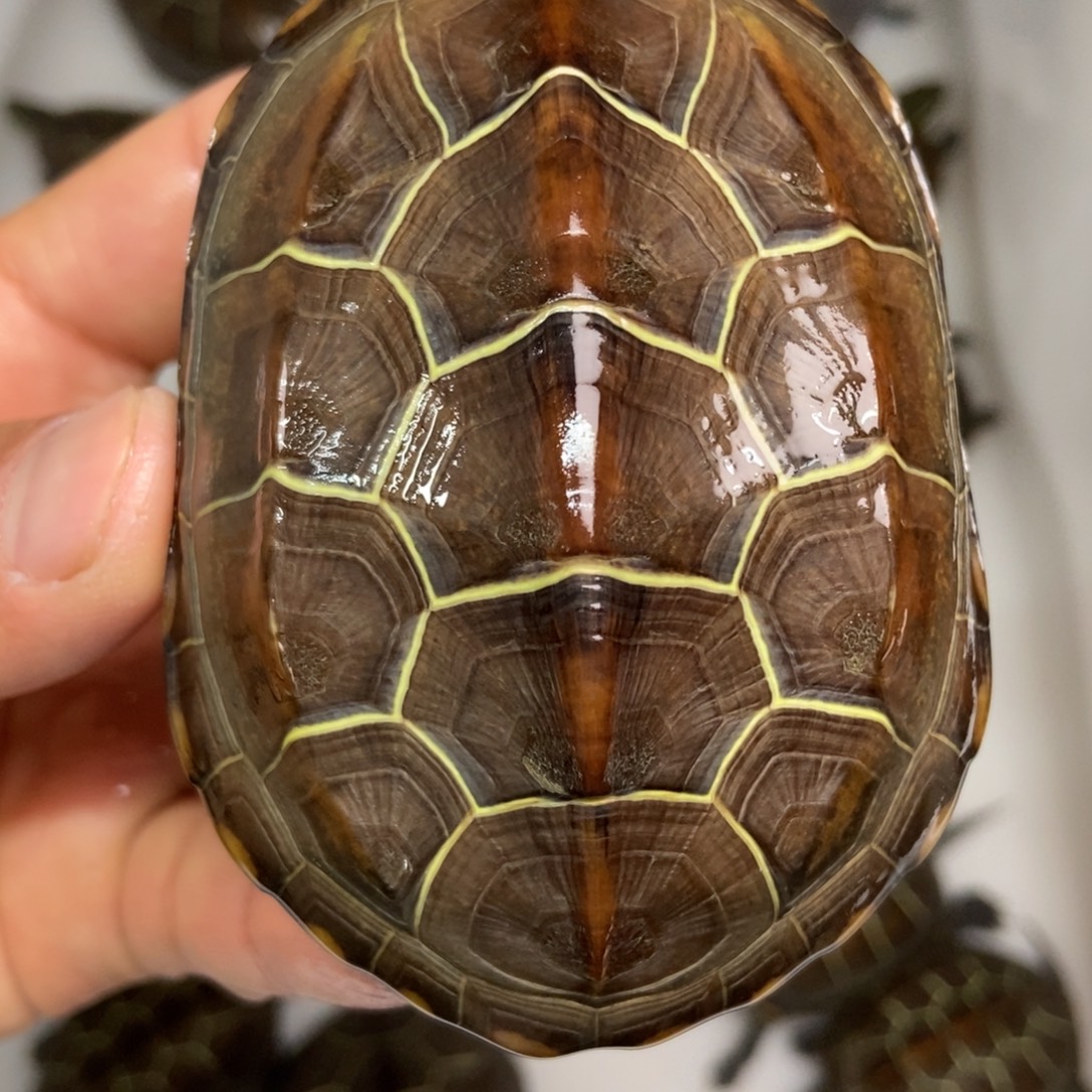 中华草龟不分公母