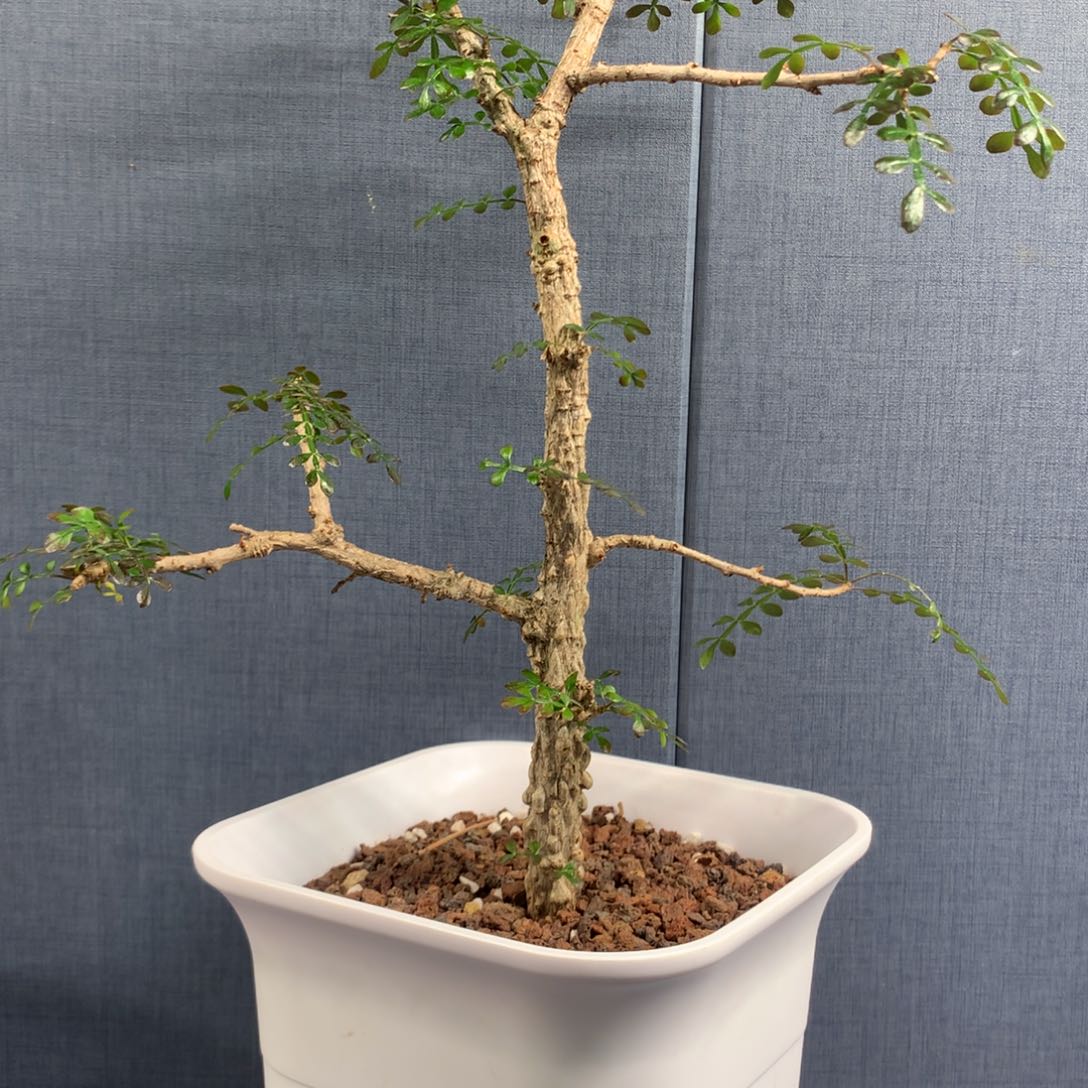 列加氏漆树实生中苗