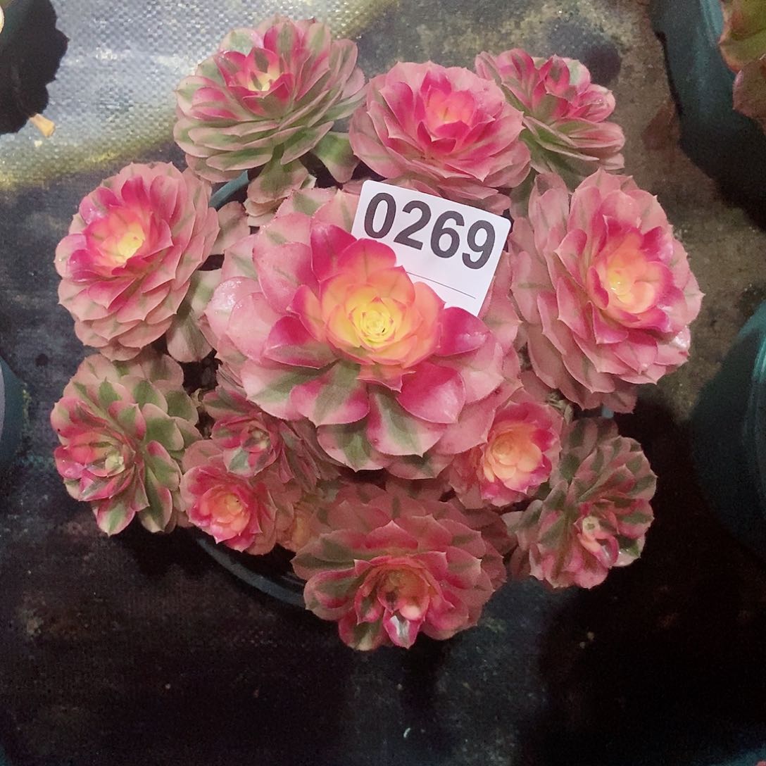 红陶s****周0269倾城4冠服18.20