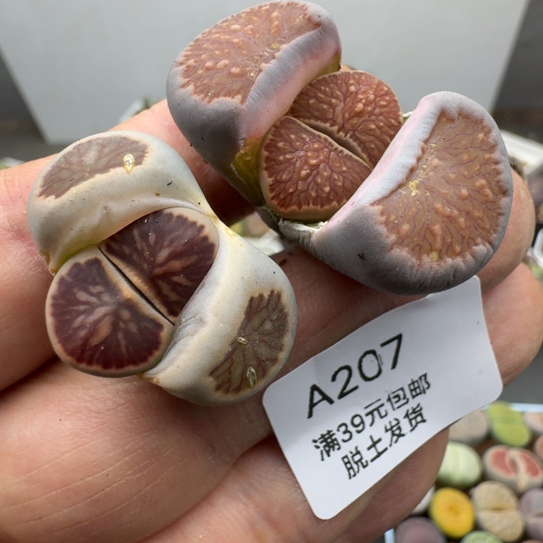207恍恍惚惚哈哈哈