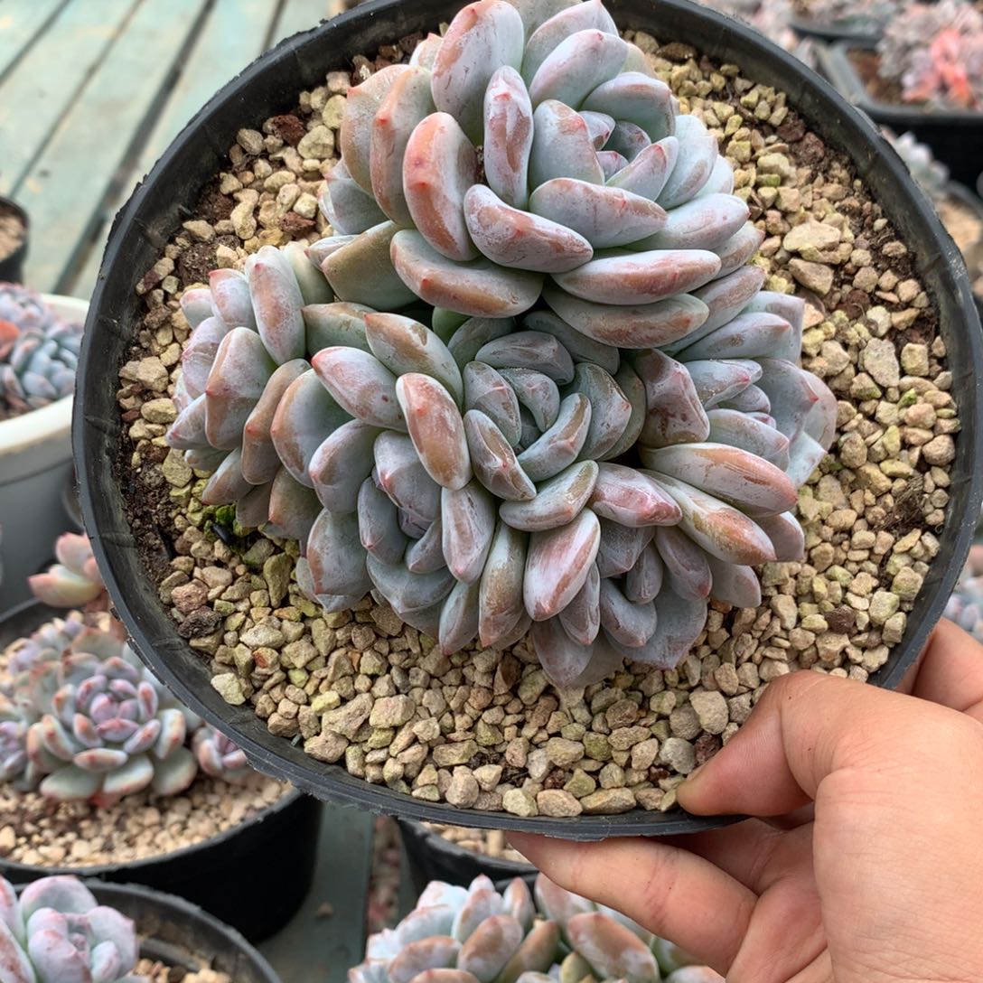 石榴籽小脸八头花花