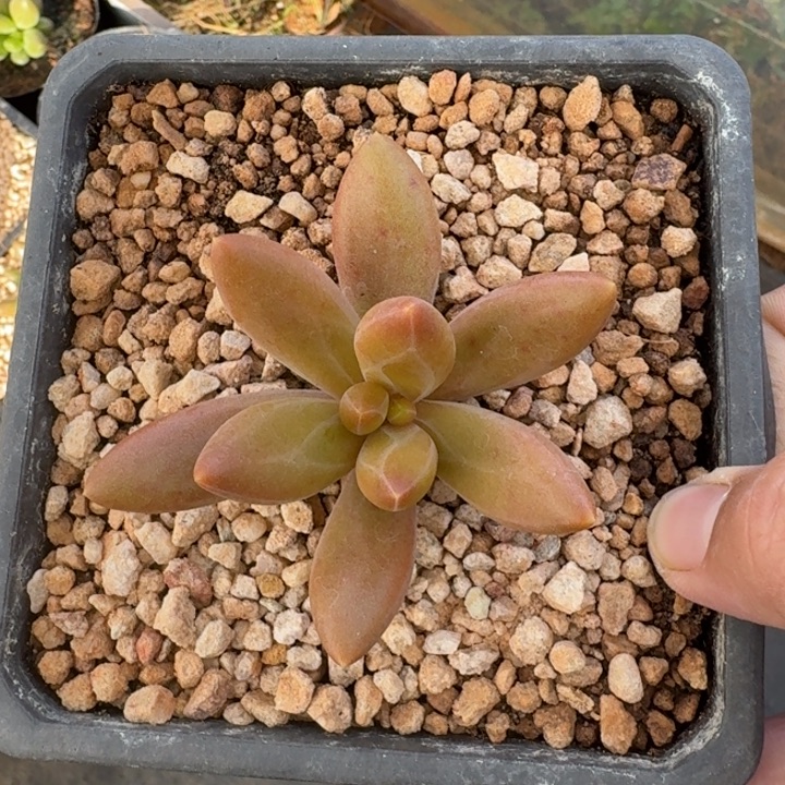 朵唯菲 薯条 单头 一物一拍