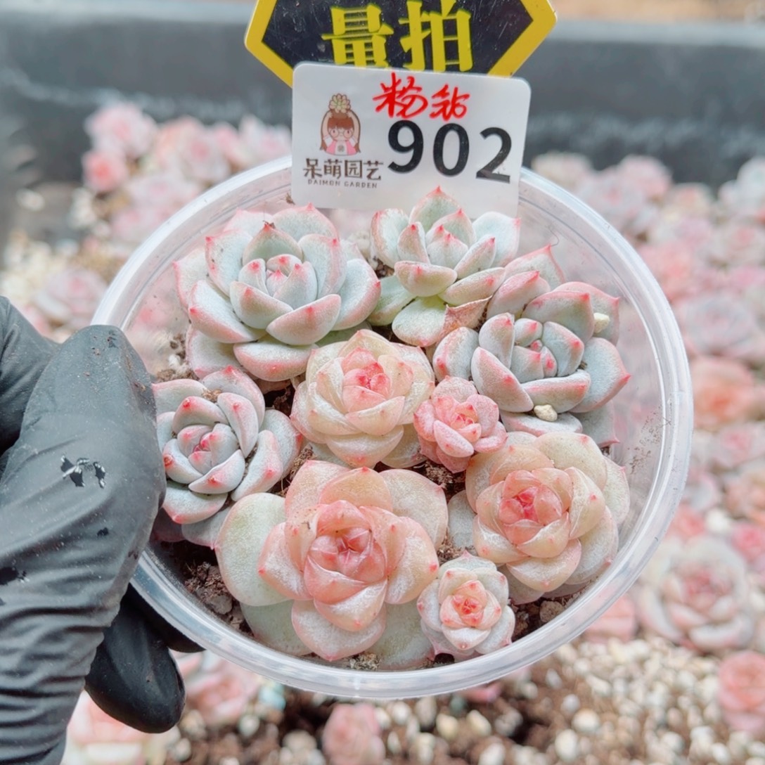 多肉植物多肉植物