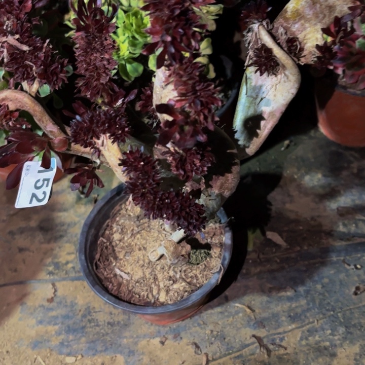 随****152绿箭法师多肉植物不售后