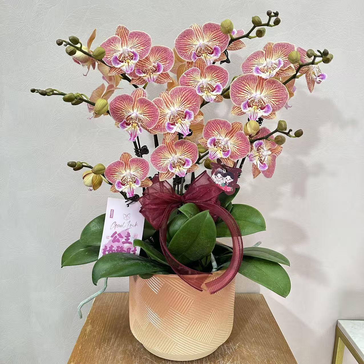 蝴蝶兰《金缕衣》蜡质花 带香味 耐开好养 轻奢高级 室内花花 