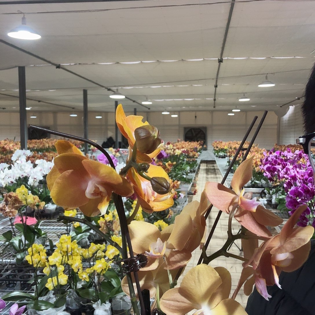 完全开放003拉斯维加斯➕摩纳哥双剑