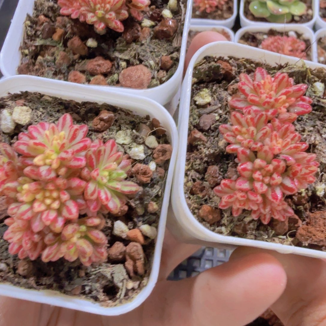 小人姬锦五厘米盆一颗