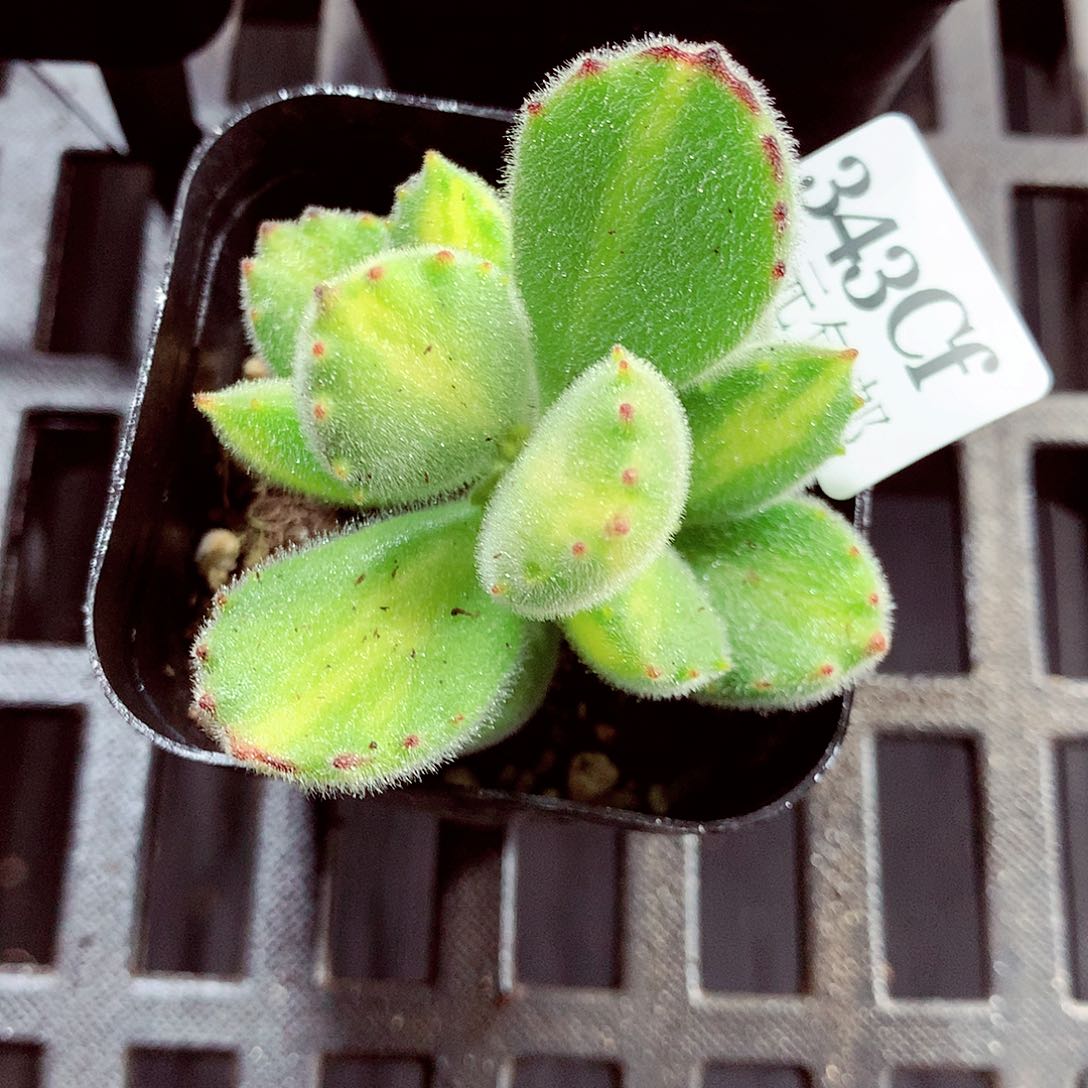 5厘米盆精控多肉343