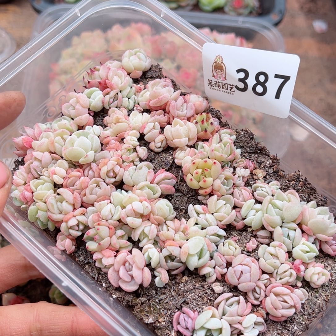 多肉植物多肉植物