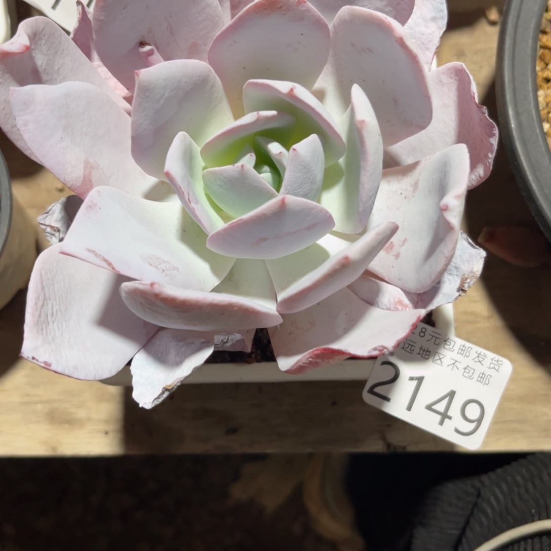 大2149（v cvv b b n