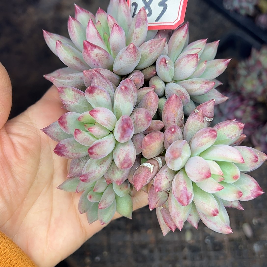 283虞美人，一物一拍