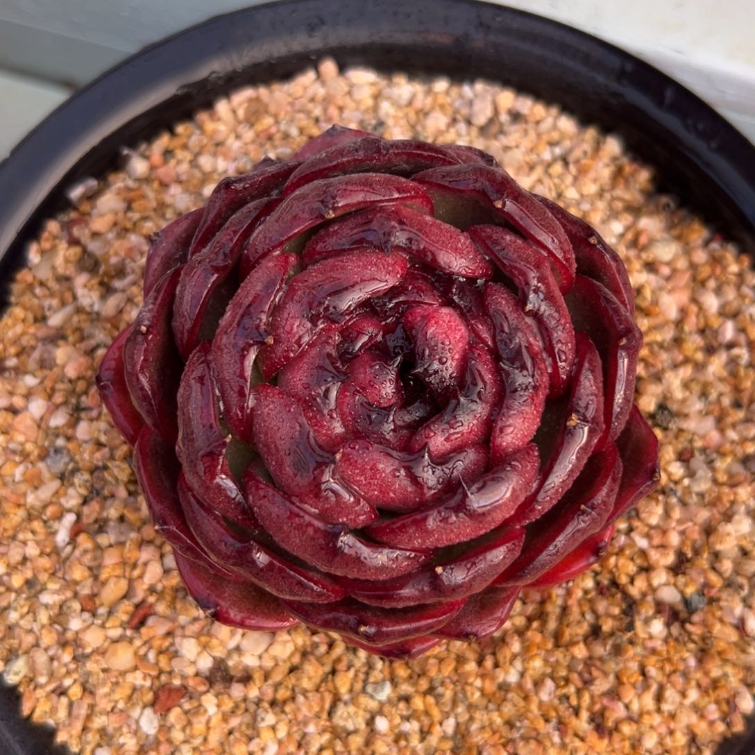 多肉一物一拍0305-血月