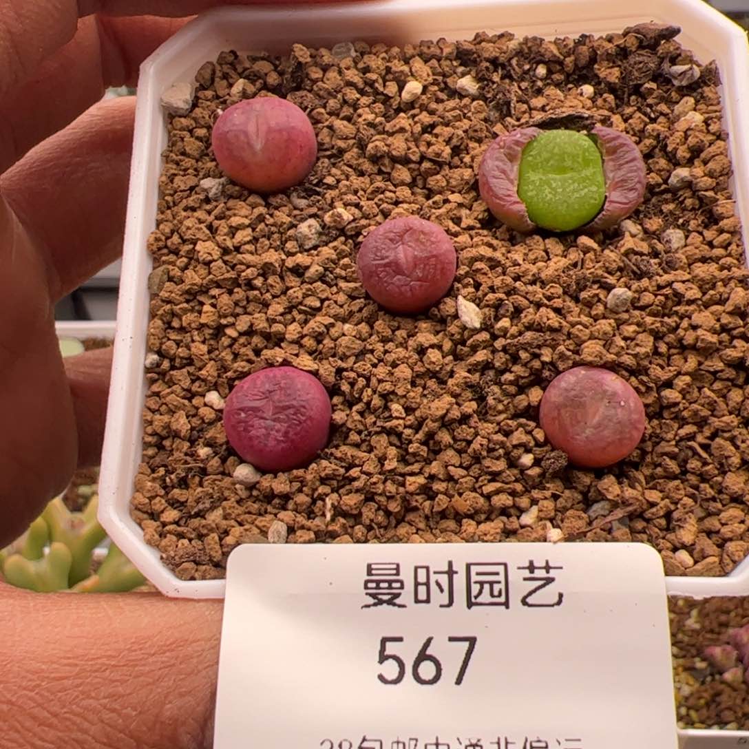 3.8女神福利多肉植物567