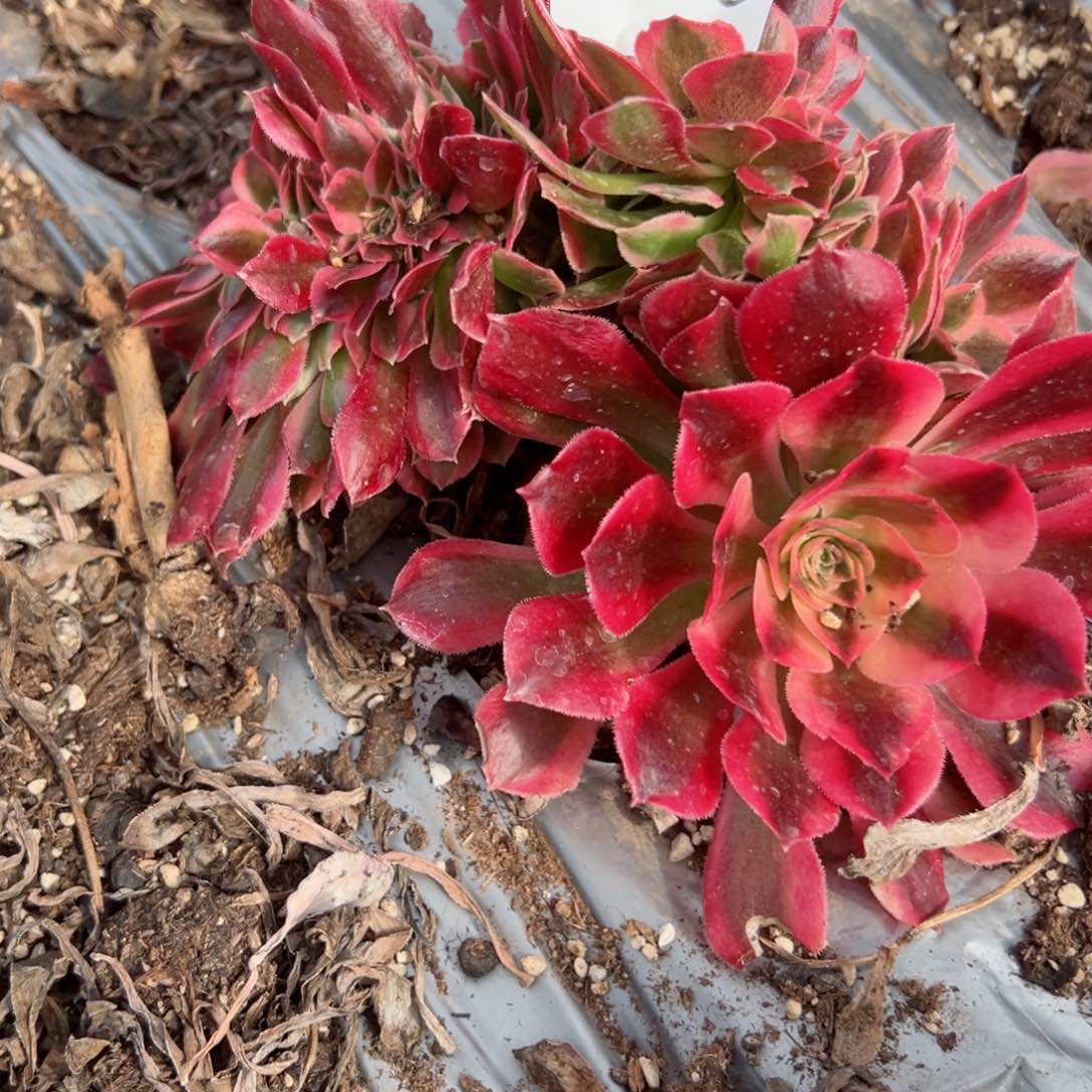 703 号多肉植物法师新年福利