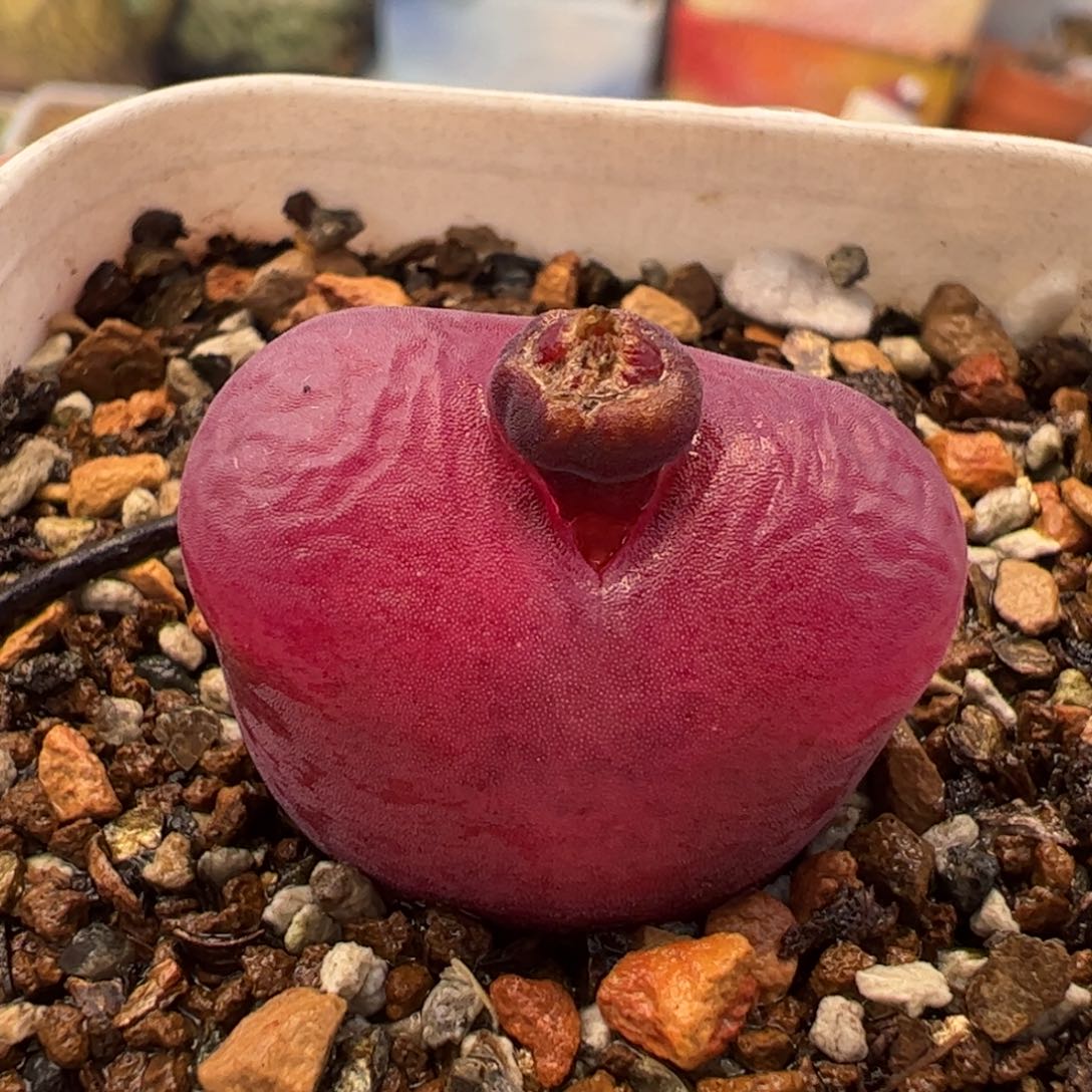 068多肉植物百科