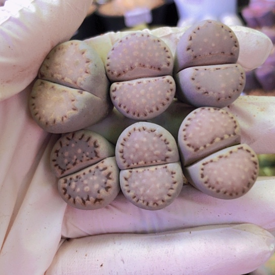 无花朵0525，2厘米以上优选饼干