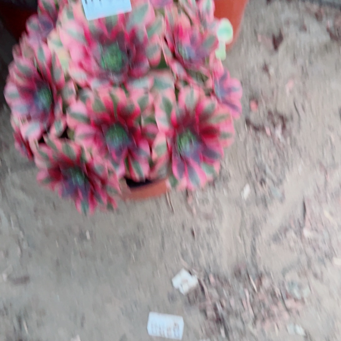 轻***a194雨荷多肉植物法师
