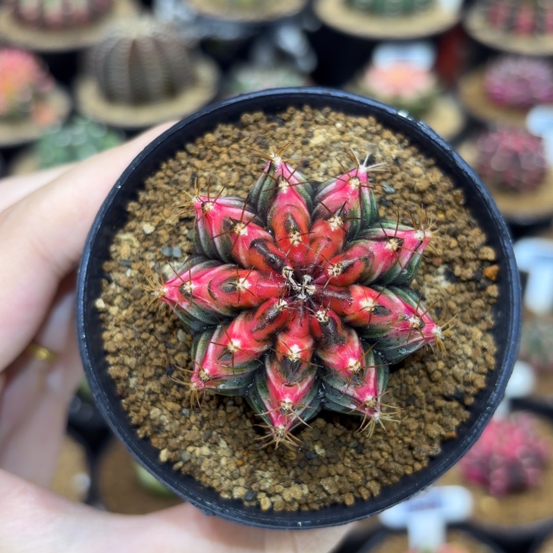 4.6cm泰系实生小精品