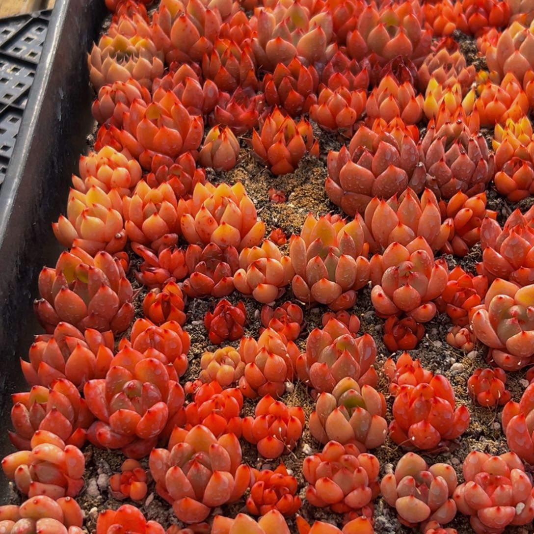 977多肉葡萄的味道是真的好吃