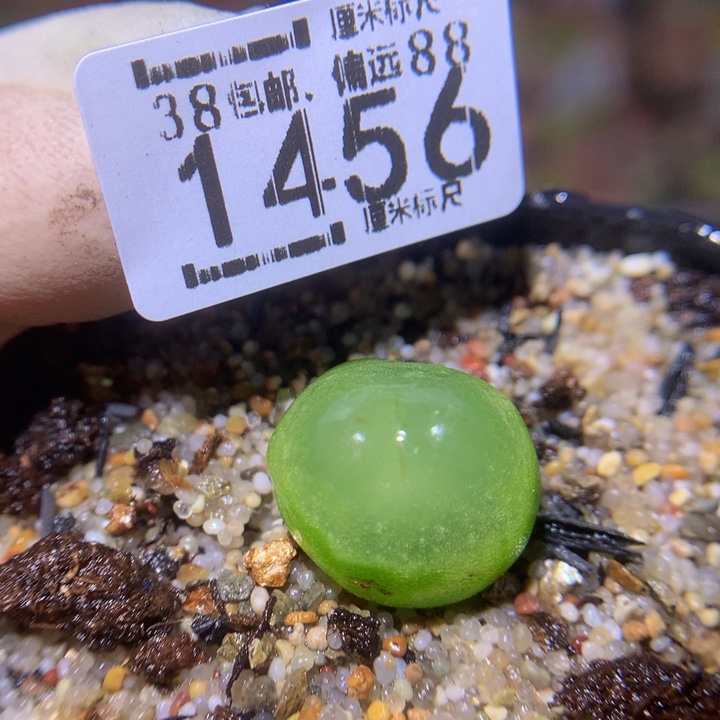 zzz精品生石花1456