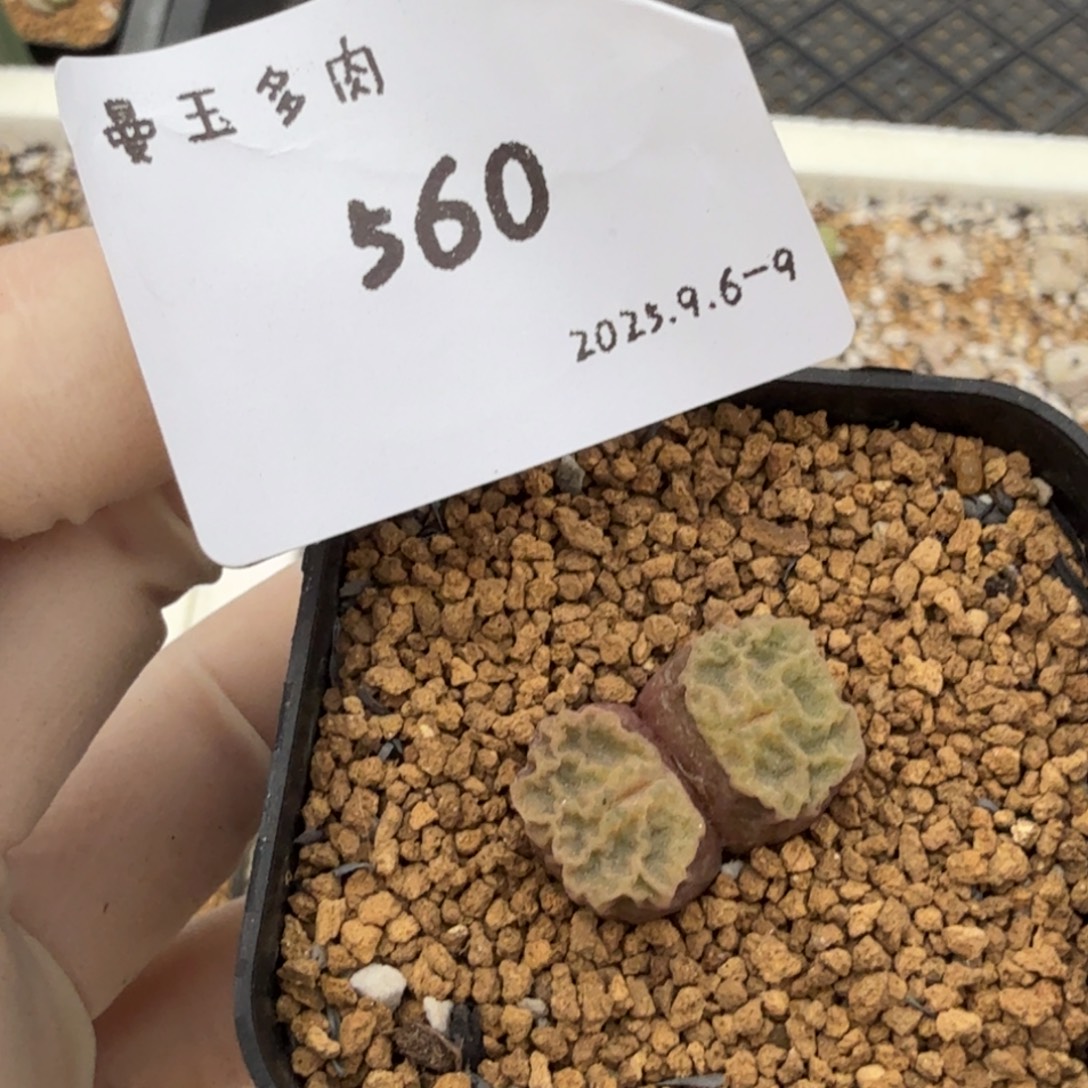 q***6多肉多肉多肉9-560