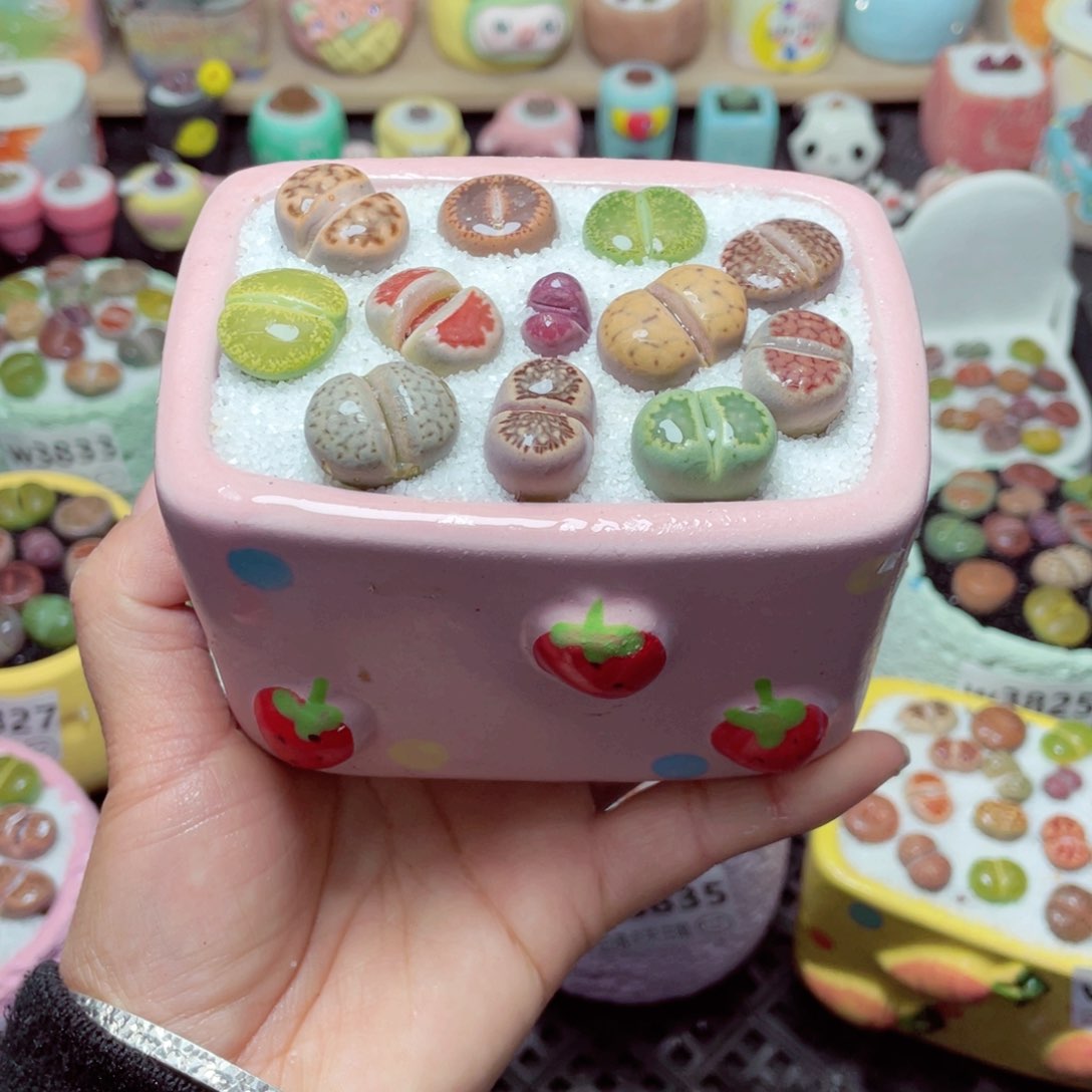 w3837 带盆土发货-零下地区拍保温箱