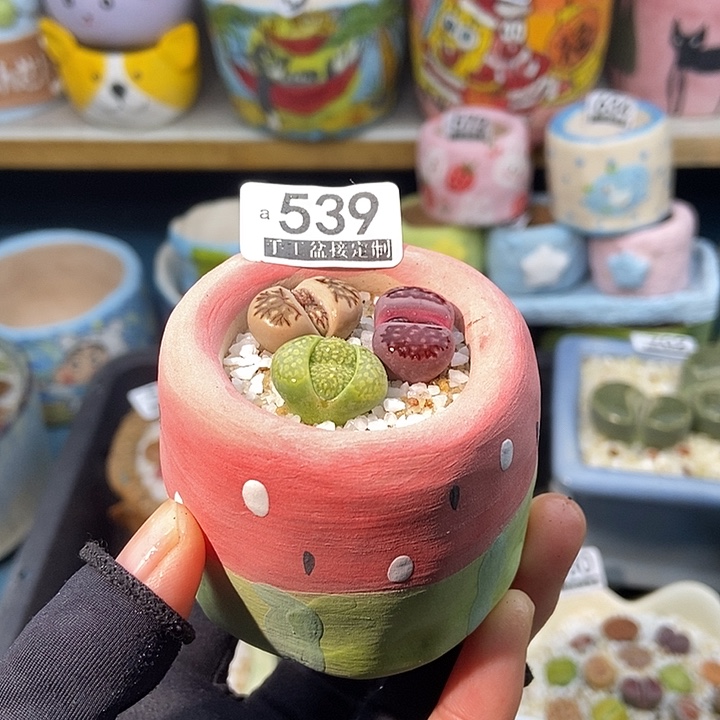 大舅生石花肉锥多肉539