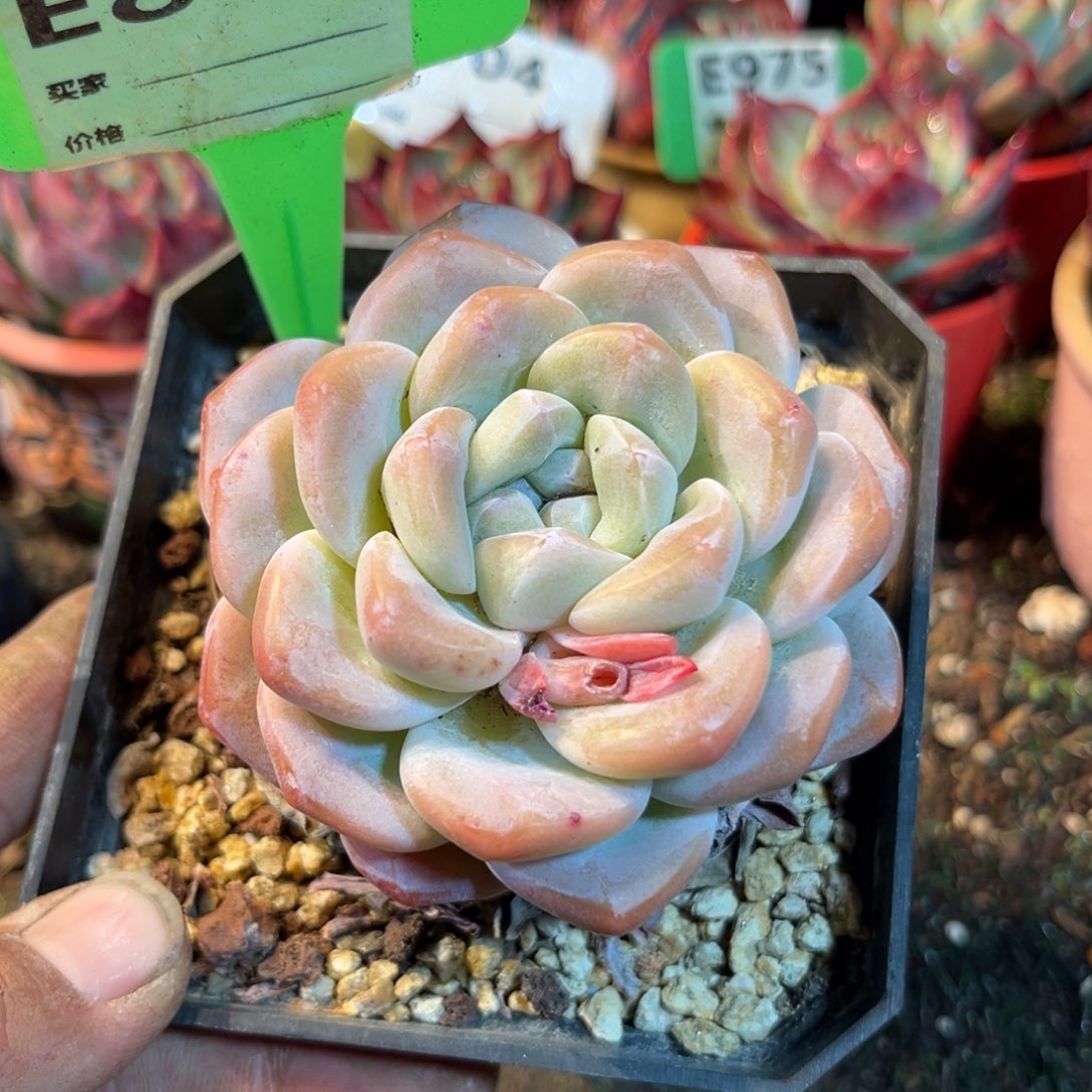 惊鸿一瞥889号多肉