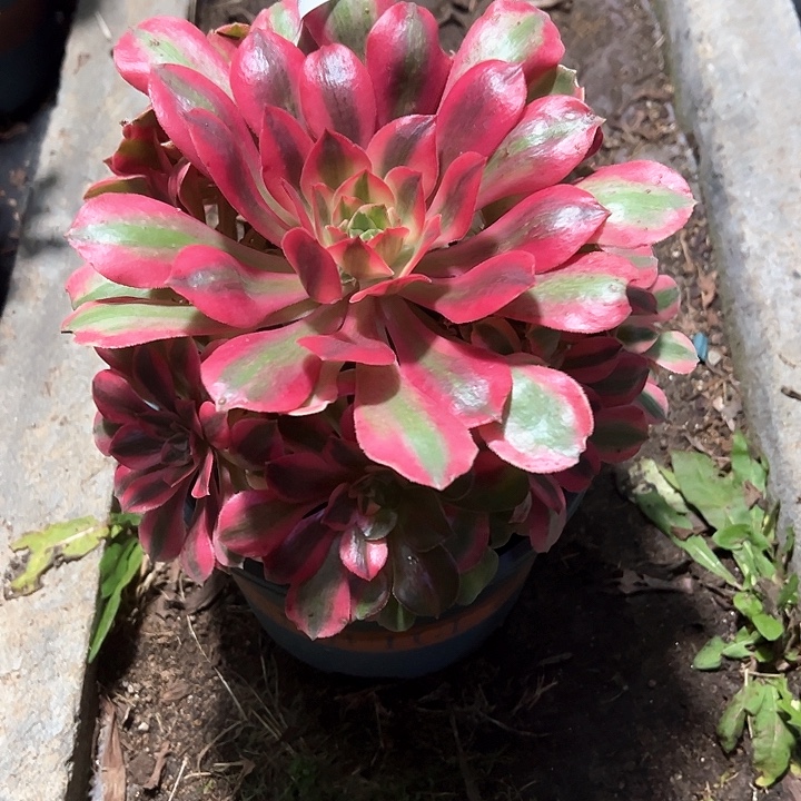 0361红女巫多肉植物
