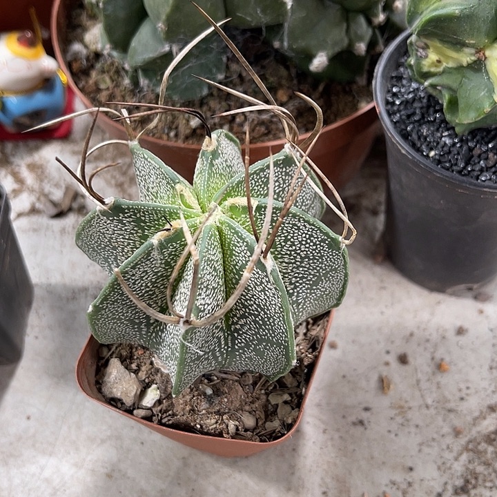 仙人球开花仙人球上