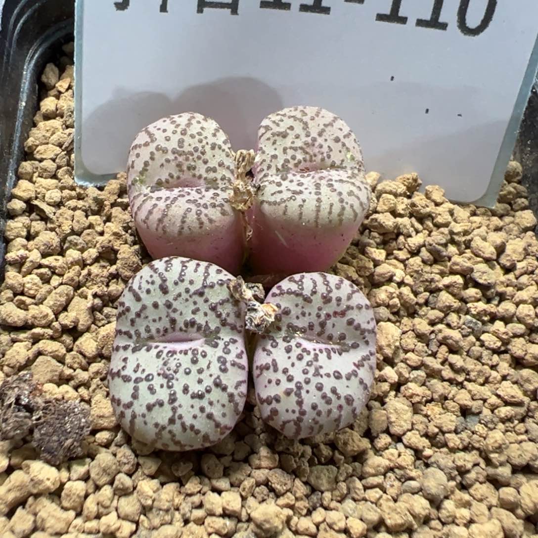 11-110霓虹安贞多肉植物