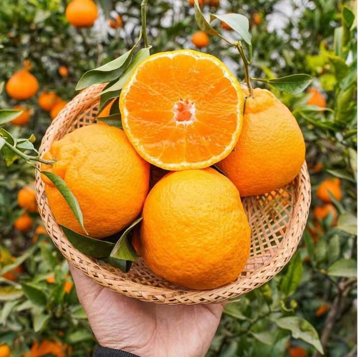 正宗水果新鲜应季批发耙耙橘子桔现摘双朴现发头茬带箱5斤整