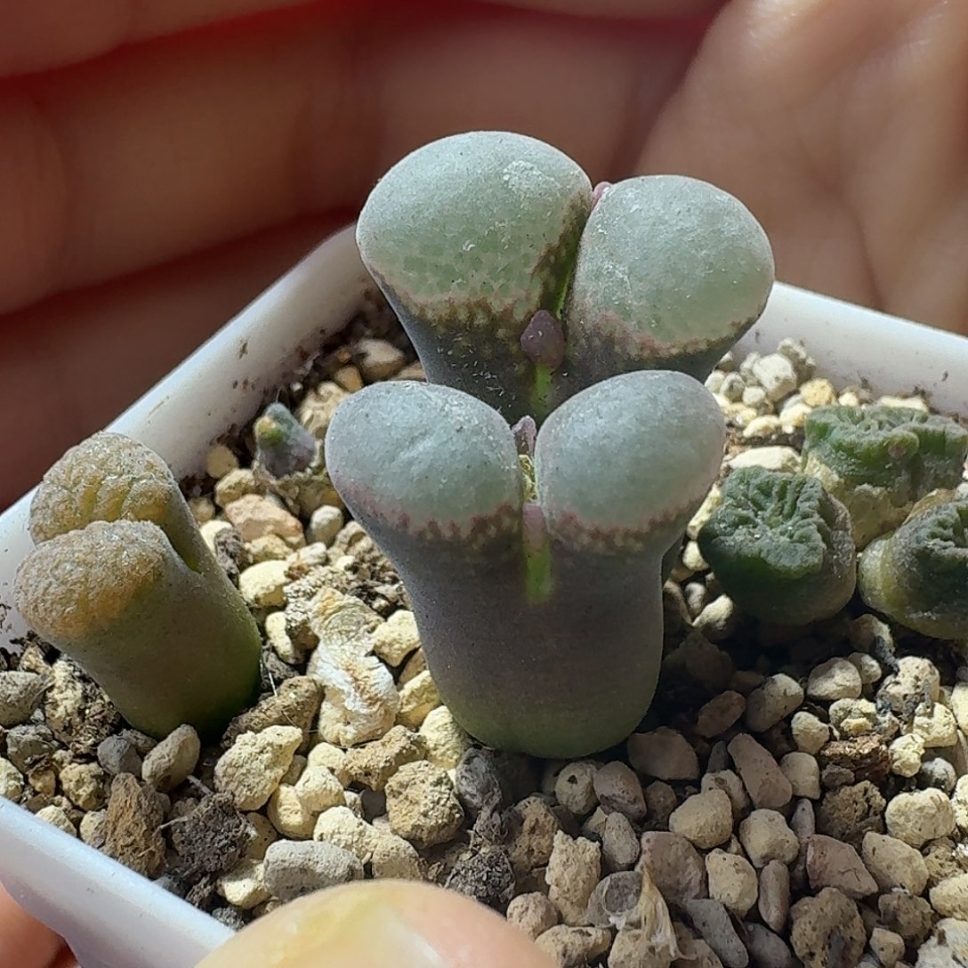 16号双头风铃一物一拍