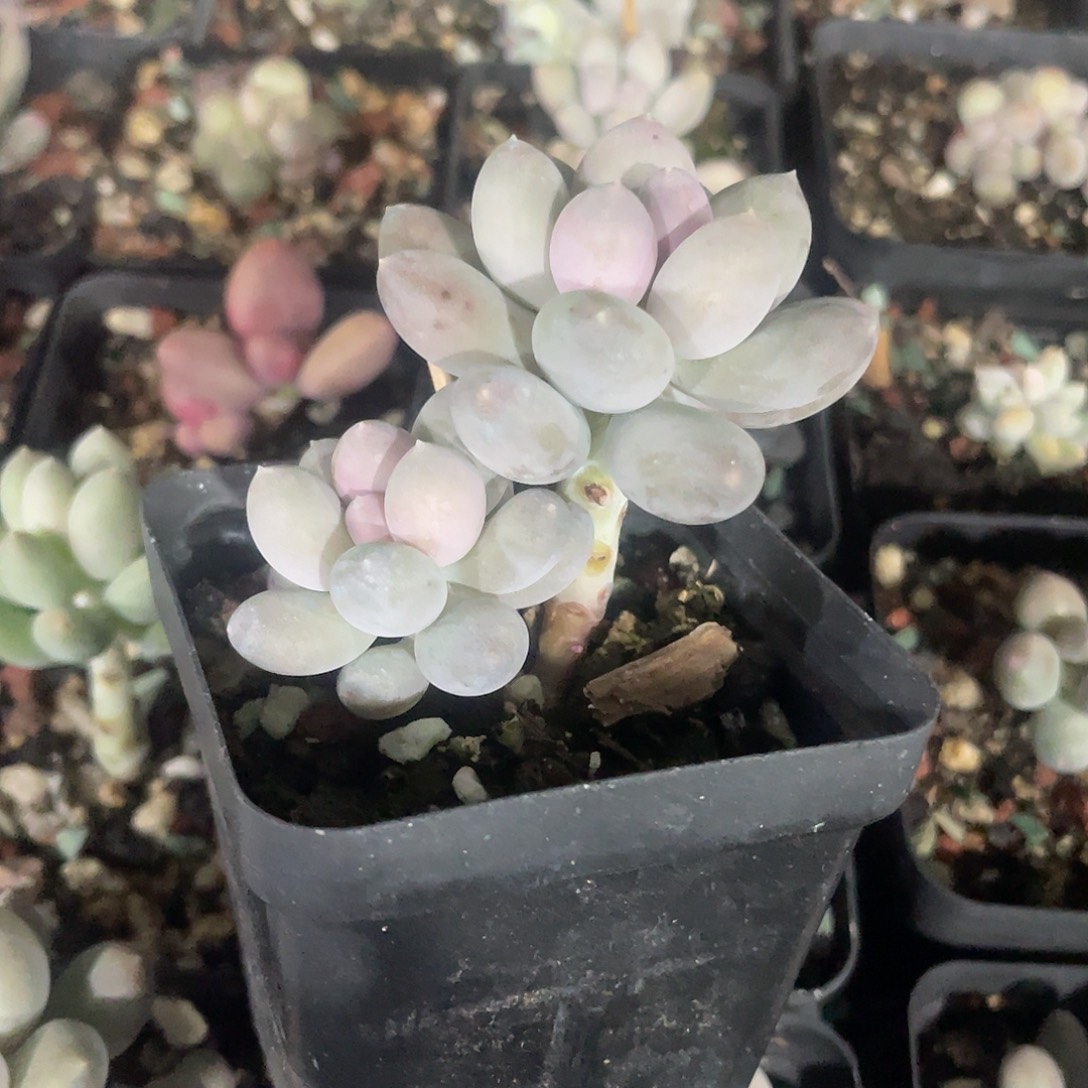 林***心脱土发货 溜溜球 7口盆