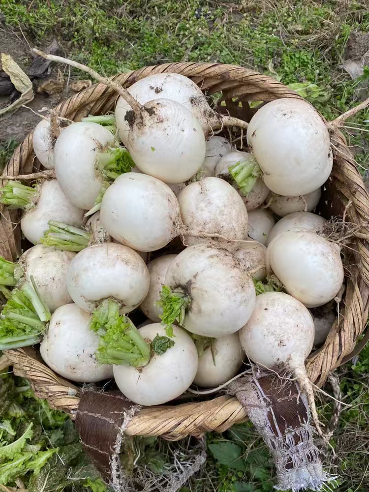 四川峨眉山高山圆根白萝卜新鲜多汁清甜可口火锅食材